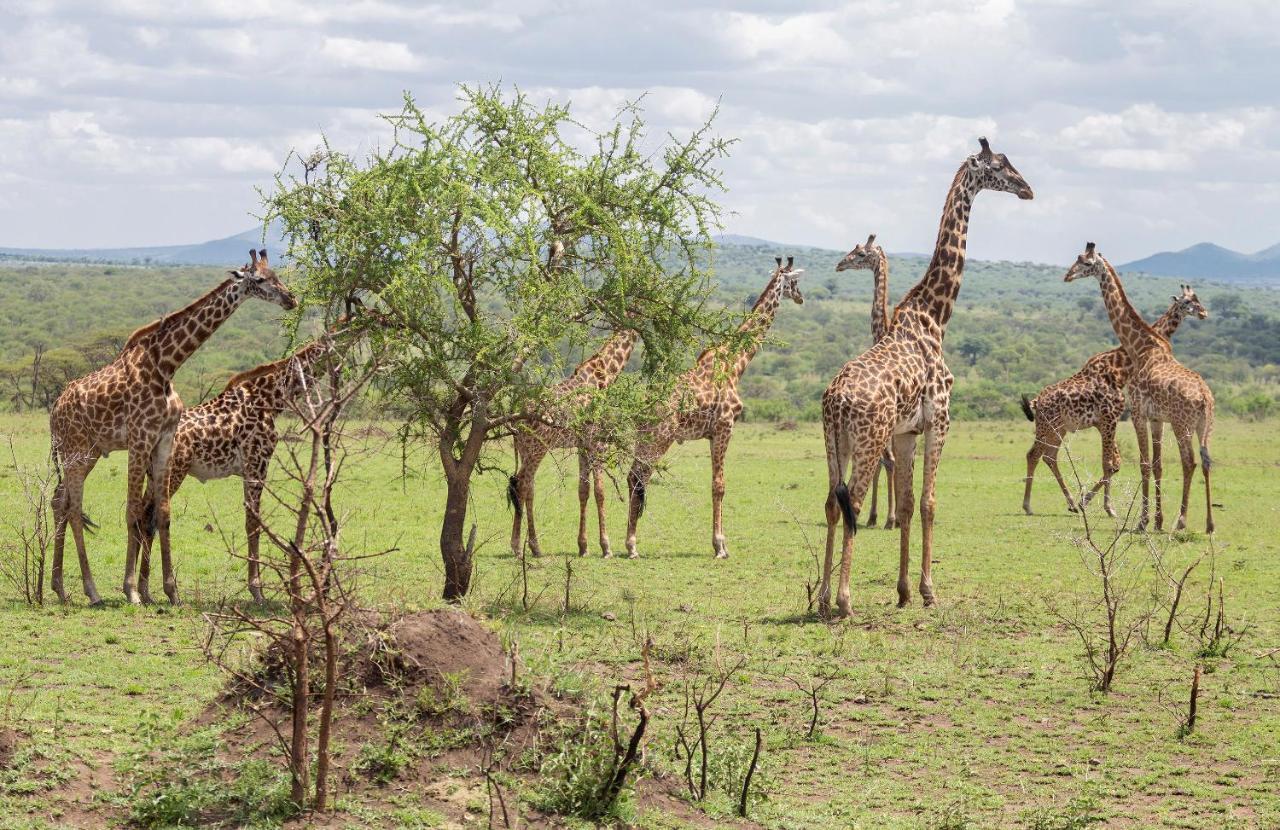 Ngorongoro Lodge Member Of Melia Collection 外观 照片