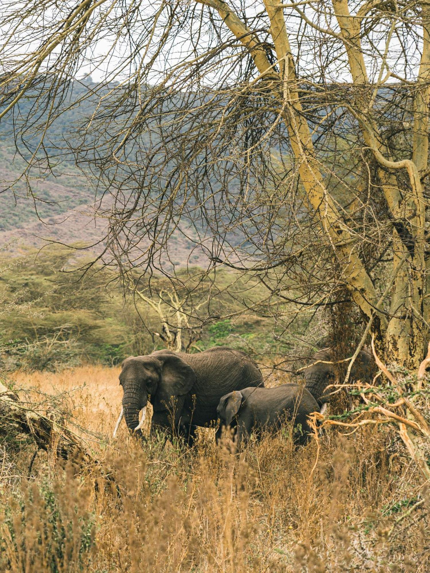 Ngorongoro Lodge Member Of Melia Collection 外观 照片